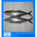 frozen mackerel fish